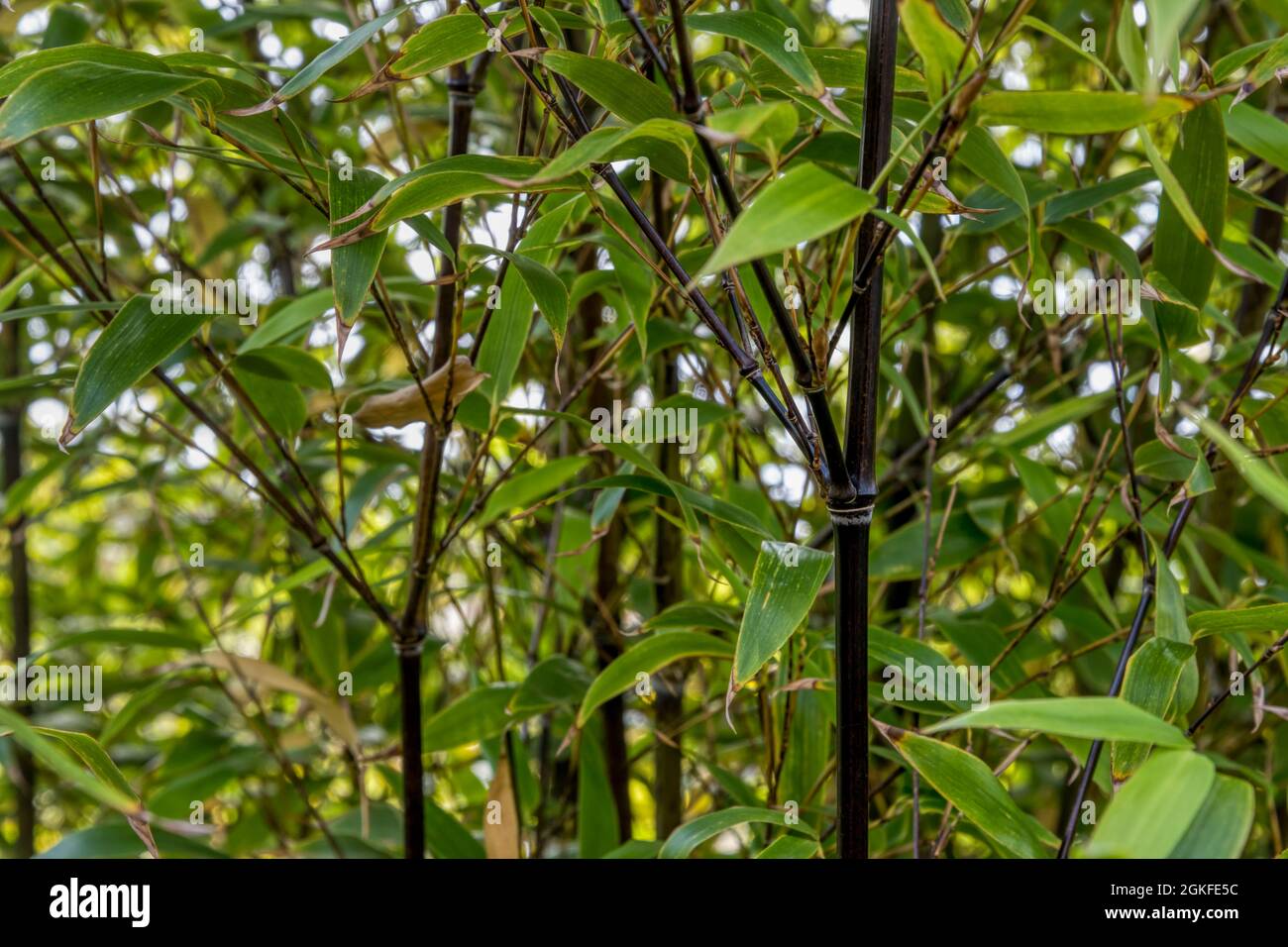 Bambù nero, Phyllostachys nigra. Foto Stock