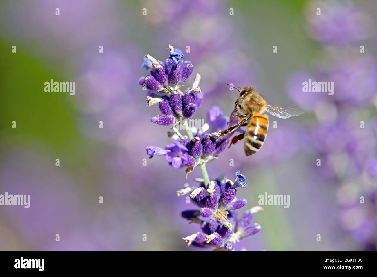 ape di miele che atterra su un fiore di lavanda Foto Stock