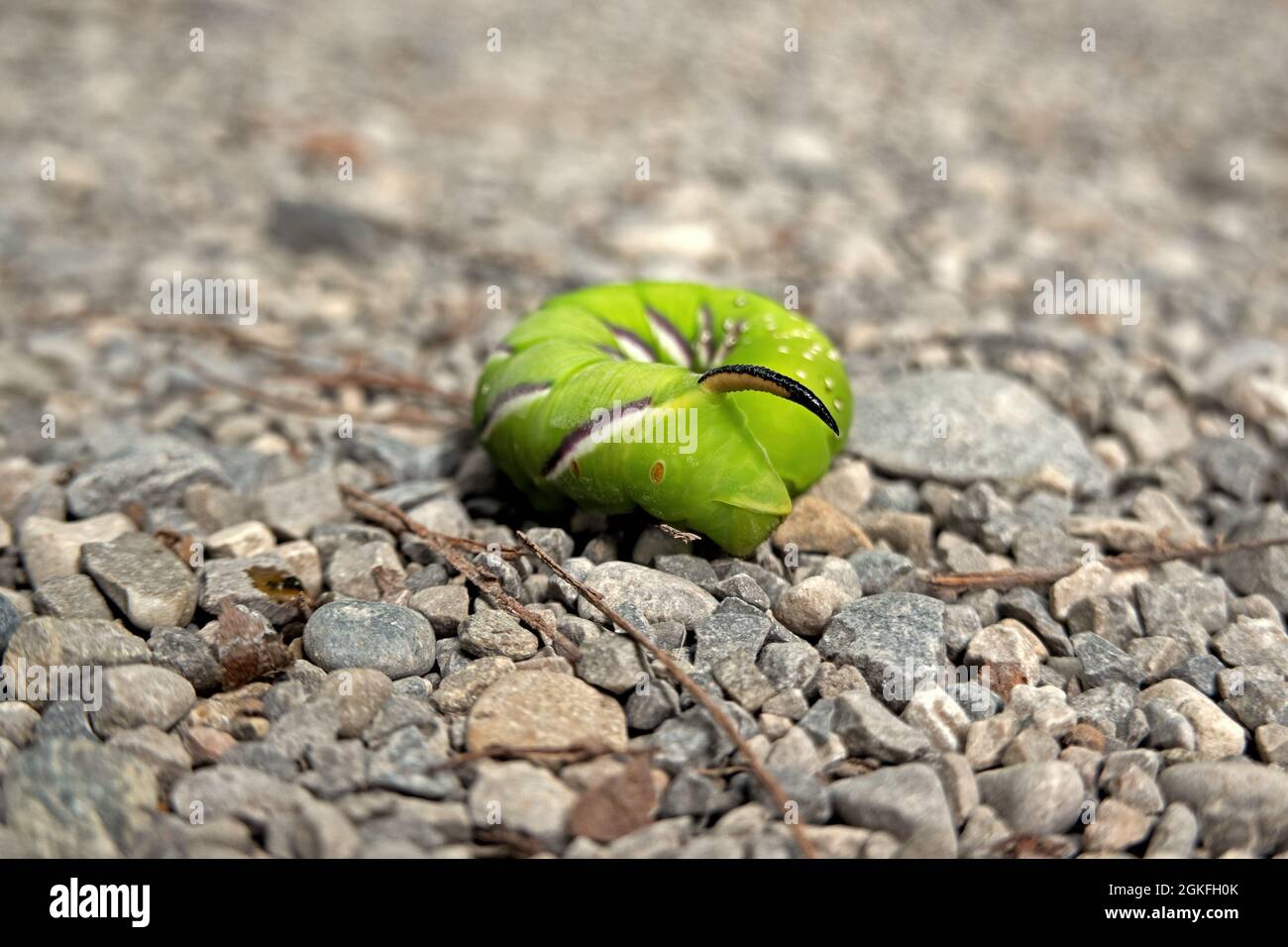 Primo piano del bruco della Sphinx ligustri, falco privato moth Foto Stock