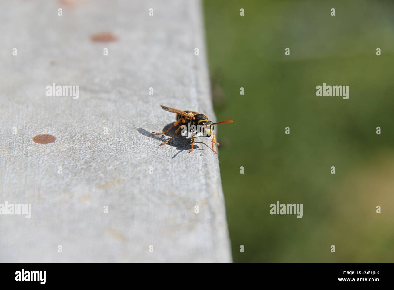 una vespa si siede su una ringhiera metallica e bagni di sole Foto Stock