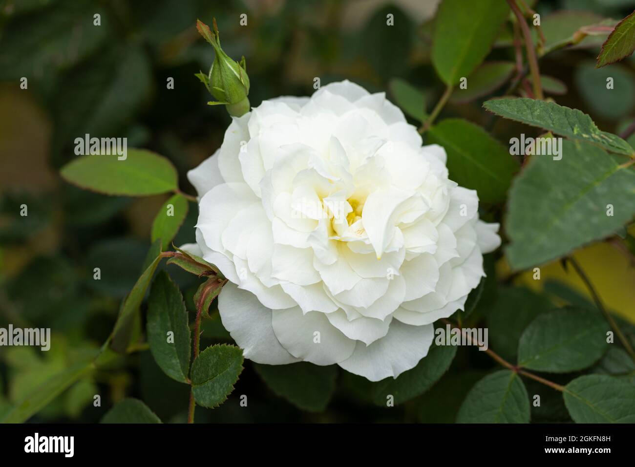 Primo piano di una bella rosa bianca chiamata Rosa Susan Williams-Ellis. David Austin rose. REGNO UNITO Foto Stock