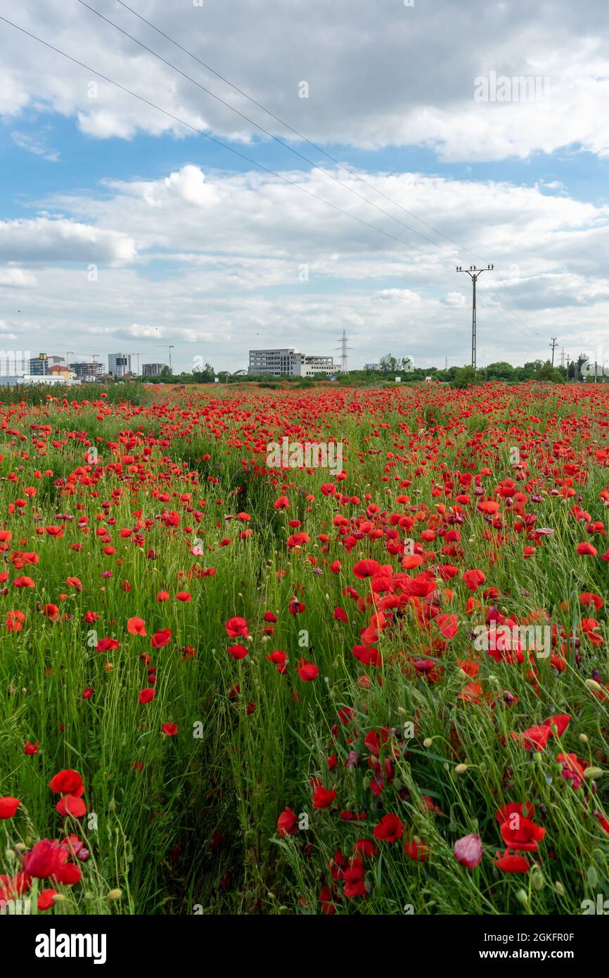Una vista di un campo di papavero con edifici sullo sfondo Foto Stock