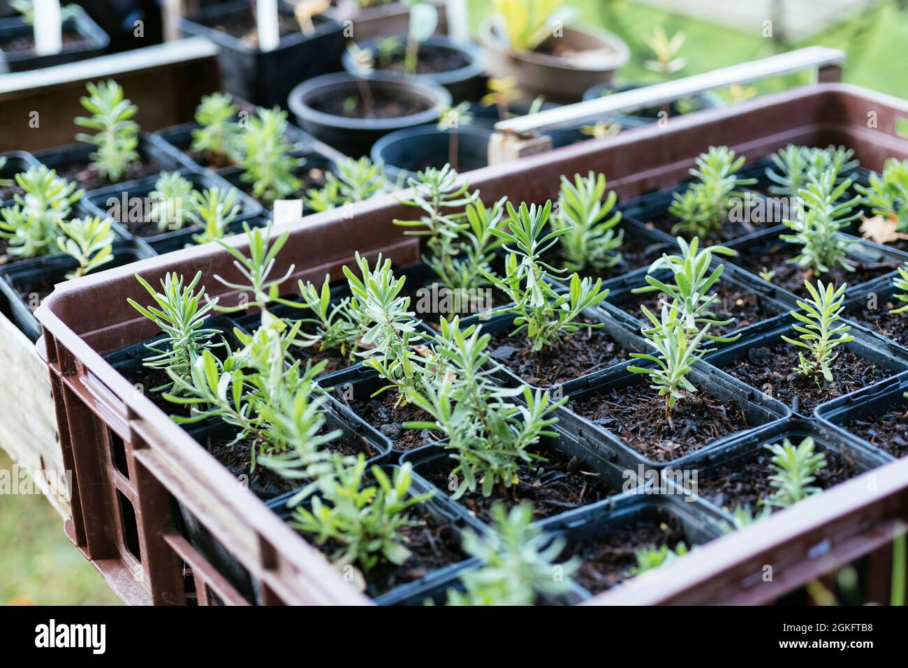 Lavanda (Lavandula angustifolia) piante coltivate da seme. Foto Stock