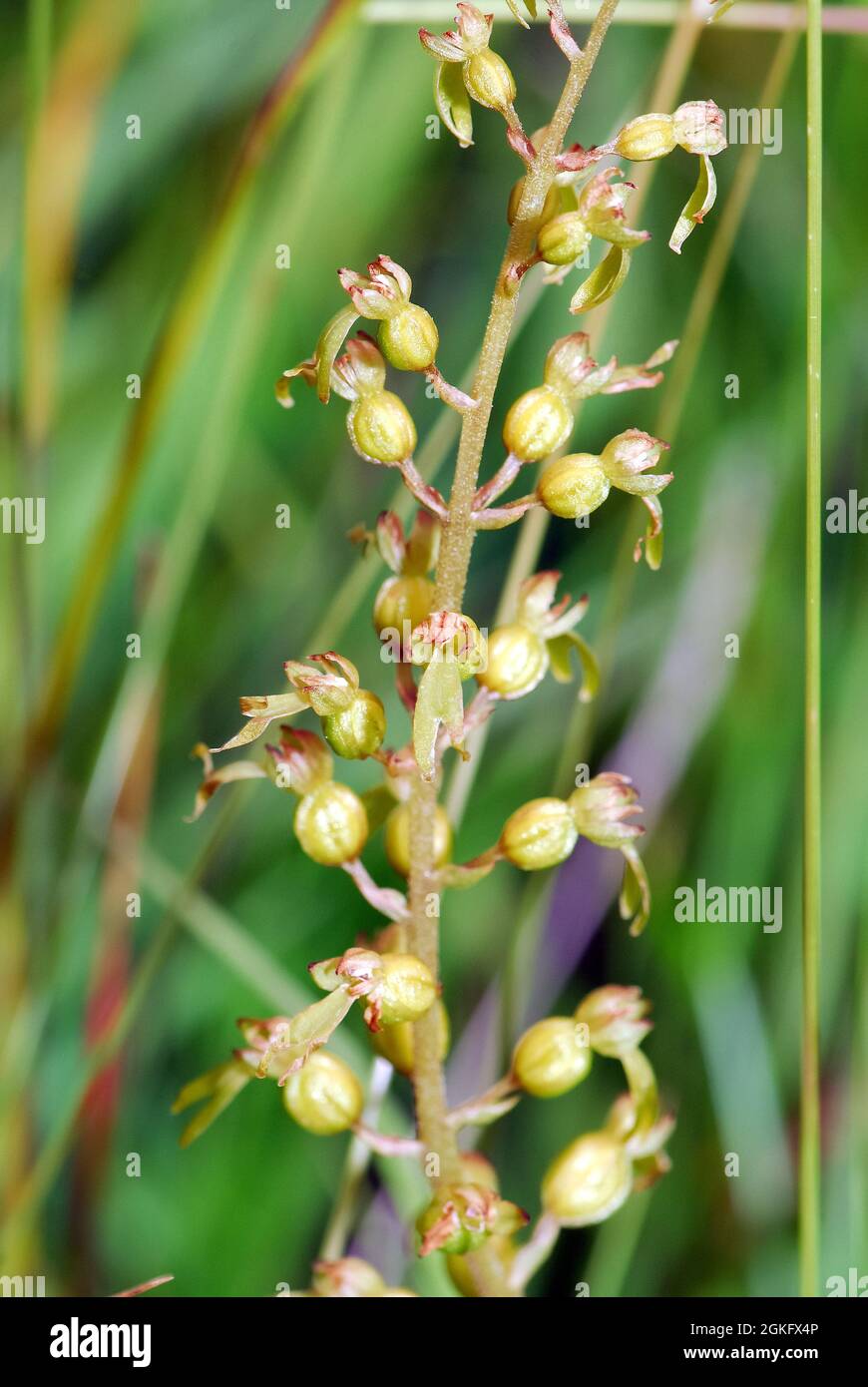 Twayblade comune o foglia d'uovo, Großes Zweiblatt, Listera ovata, Neottia ovata, békakonty, Ungheria, Magyarország, Europa Foto Stock