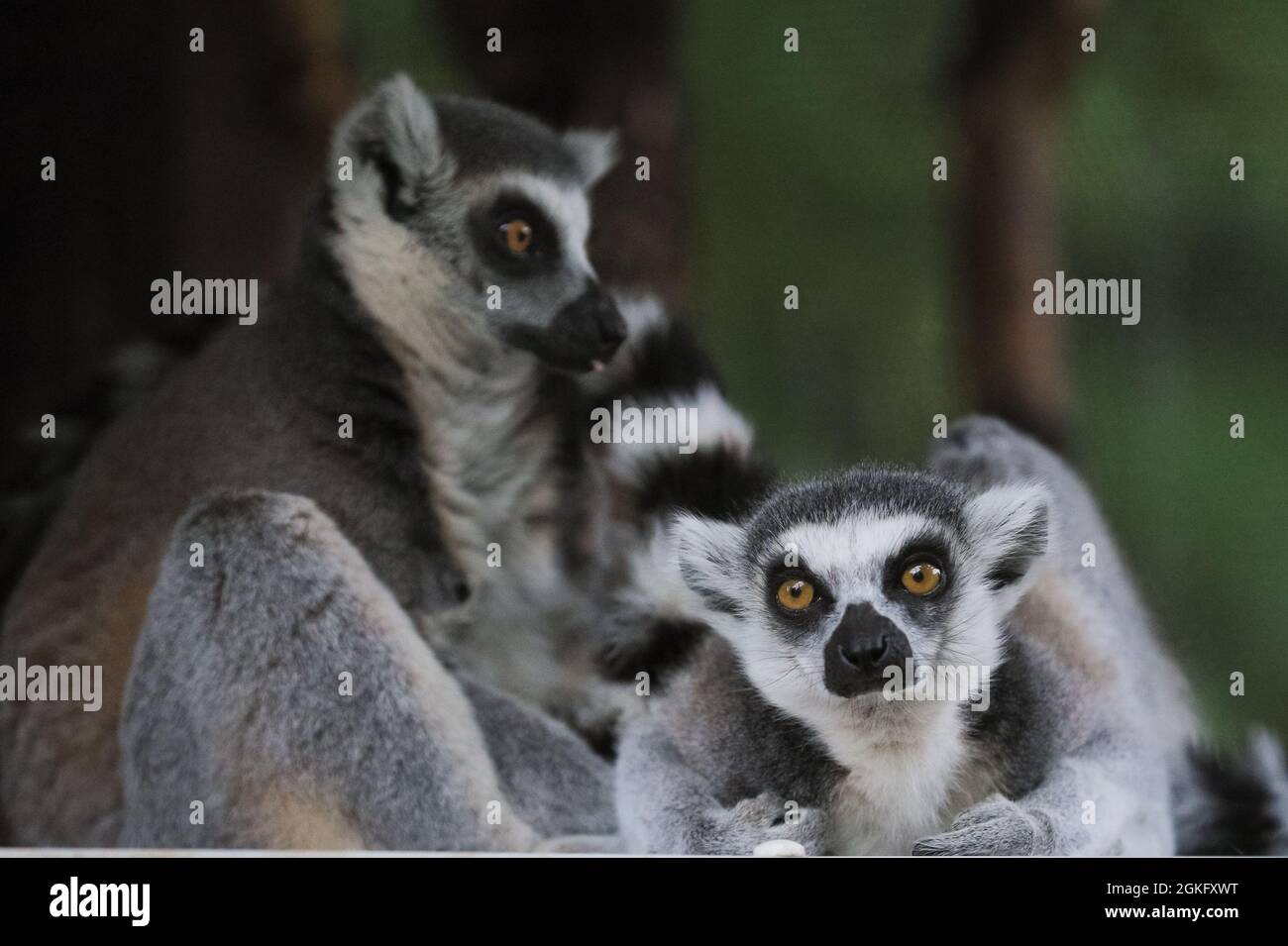 Londra, Regno Unito. 14 settembre 2021. Due lemuri con coda ad anello utilizzano il clima piovoso per rilassarsi e riposarsi. Gli animali allo ZSL London Zoo non sembrano pensare troppo al tempo umido di oggi. Dopo alcune forti piogge e piogge persistenti, il tempo più luminoso e caldo è impostato per tornare nei prossimi giorni. Credit: Imagplotter/Alamy Live News Foto Stock