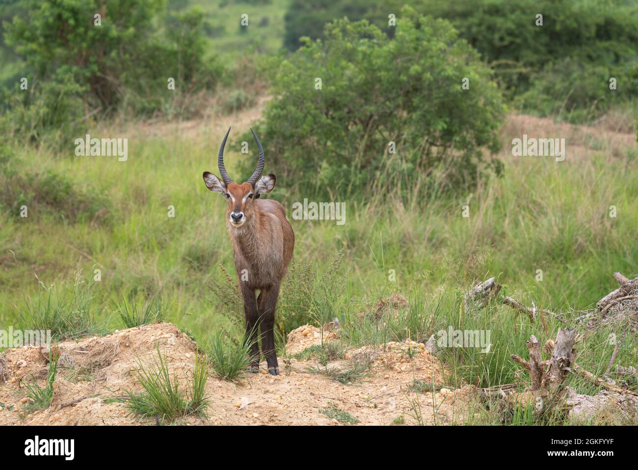 Defassa Waterbuck (Kobus defassa), Parco Nazionale delle Cascate di Murchison, Uganda Foto Stock