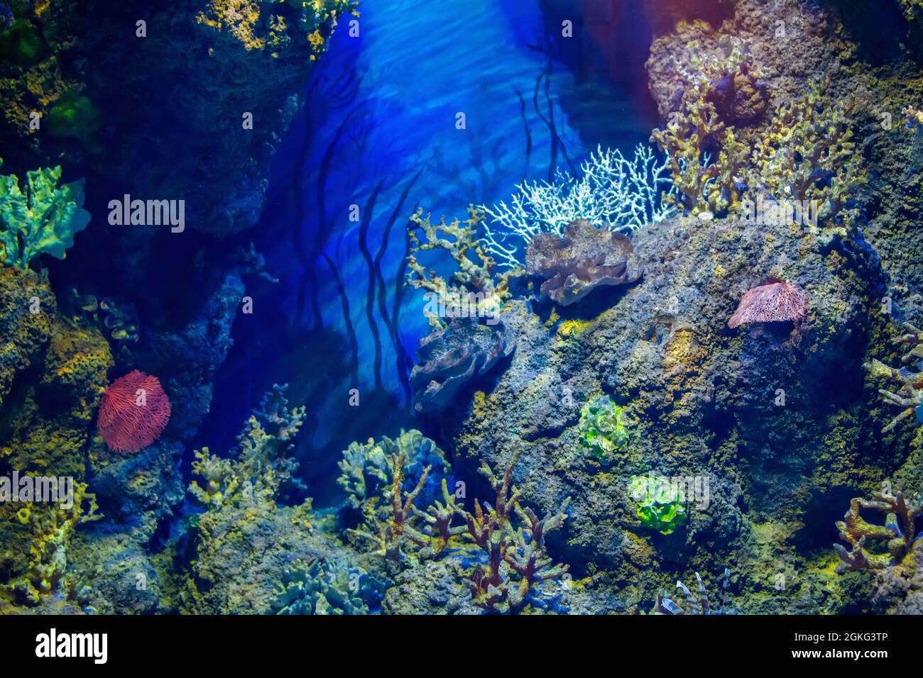 Acquario marino colorato con vari tipi di coralli, piante e rocce. Foto Stock