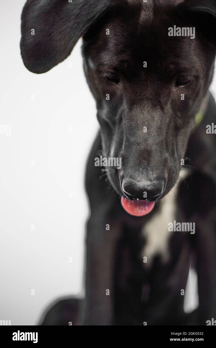 Ritratto di un carino cucciolo nero cane Foto Stock