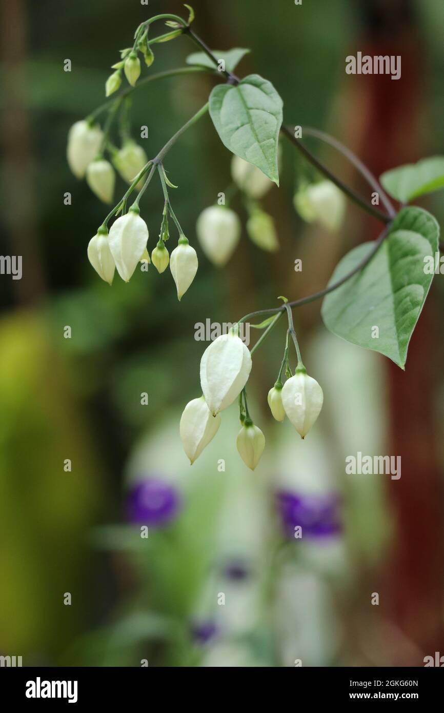 Bellissimi piccoli fiori bianchi che sbocciano nel giardino Foto Stock