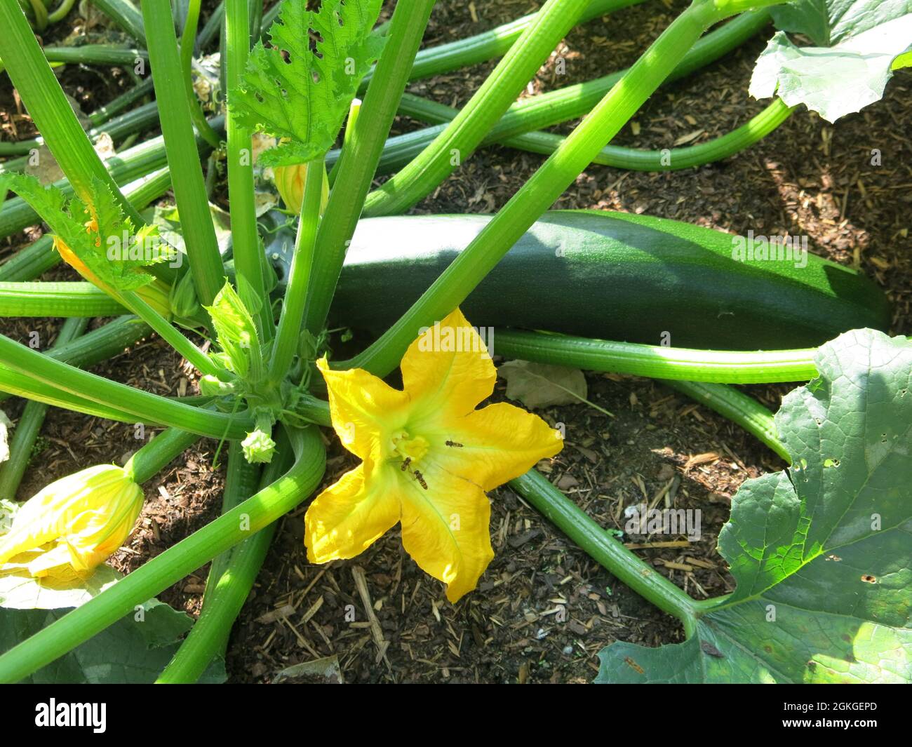 Primo piano di una zucchina con il suo fiore giallo brillante e una grande zucchina pronta per la raccolta. Foto Stock