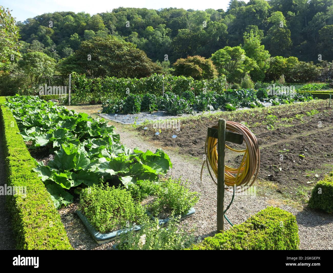 Vista della pianta vegetale presso i Giardini del Castello di Ardmaddy, Argyll, Scozia Foto Stock