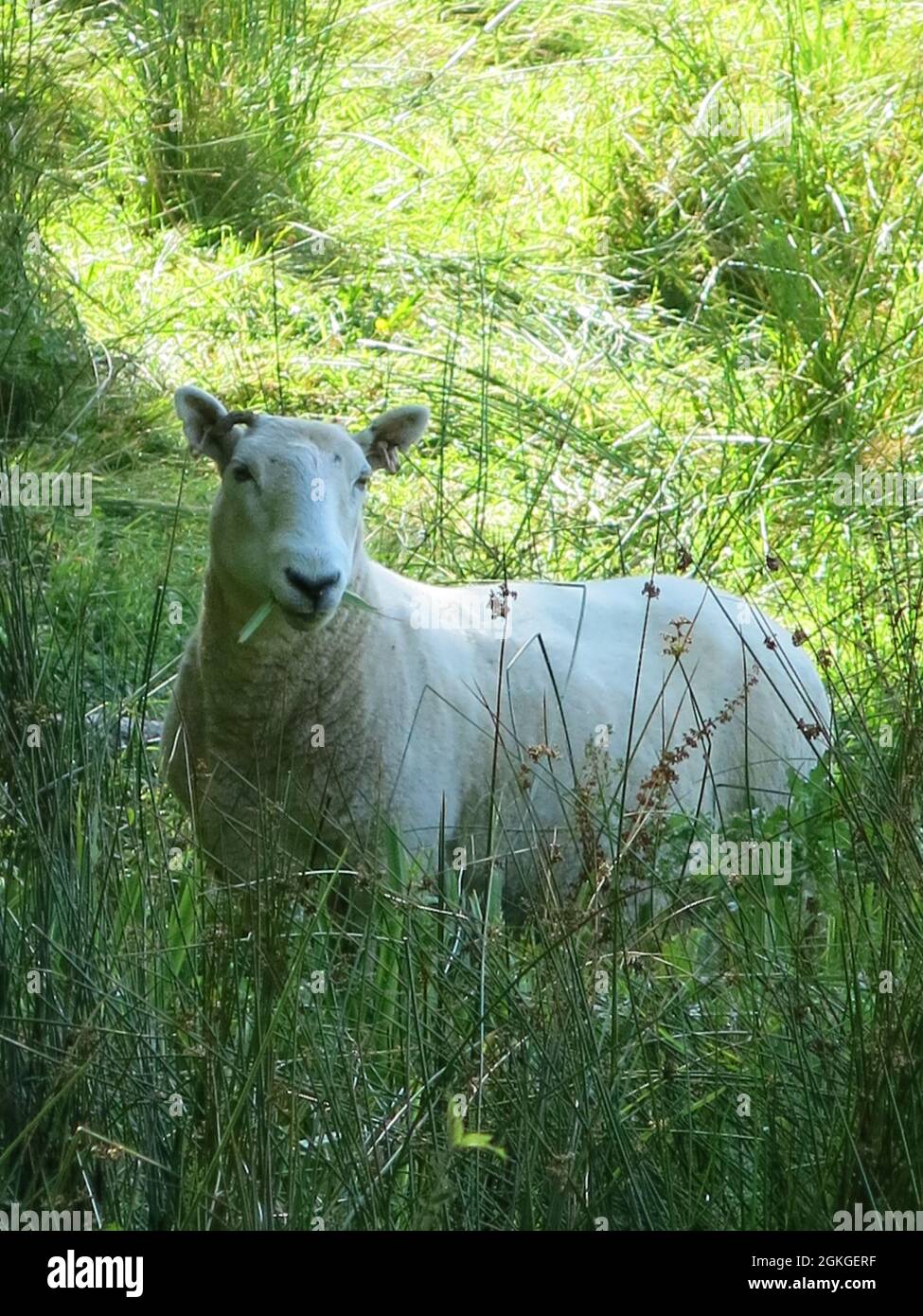 Foto ritratto di una soffice pecora bianca che guarda verso la macchina fotografica, circondata da erbe in luce solare applcicosa. Foto Stock