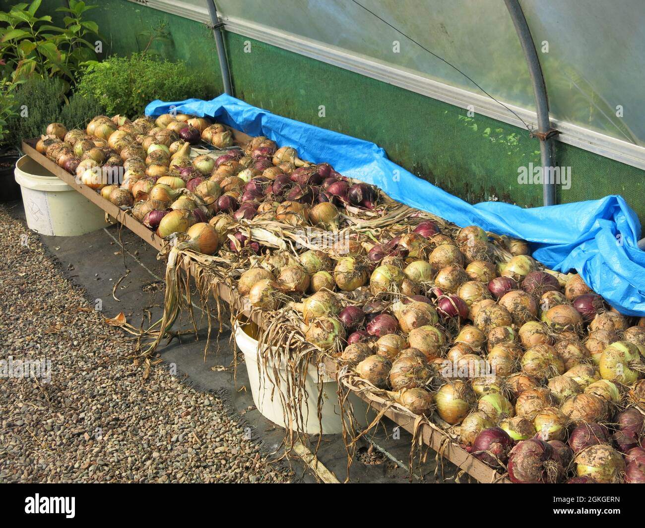 Un raccolto sano di cipolle disposte su una rastrelliera per asciugare dopo essere stati raccolti dal suolo. Foto Stock