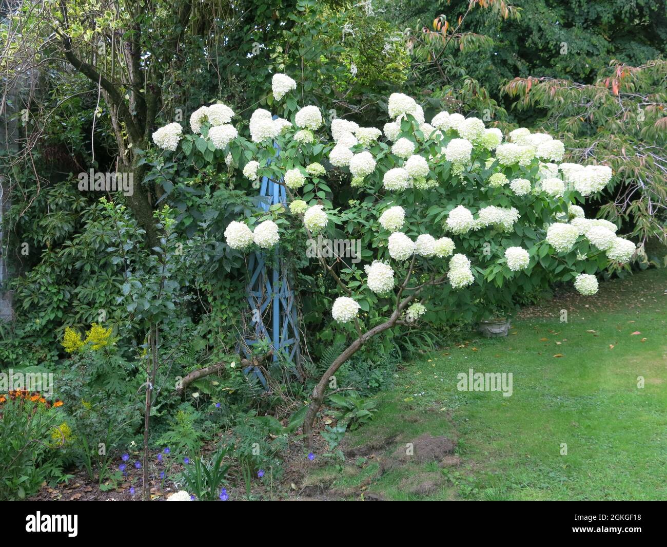Aperto ai visitatori attraverso il programma dei giardini della Scozia, il giardino privato An Cala è stato progettato negli anni '30 e conserva piante gloriose, ad esempio, hydrangea bianca. Foto Stock