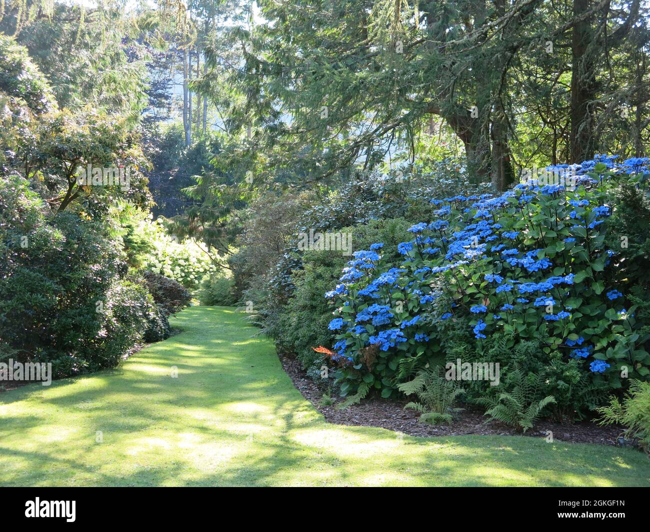 Fine estate in un giardino scozzese sulla costa occidentale: L'idrangea è in piena fioritura ed è un blu profondo e vivo nei suoli acidi. Foto Stock