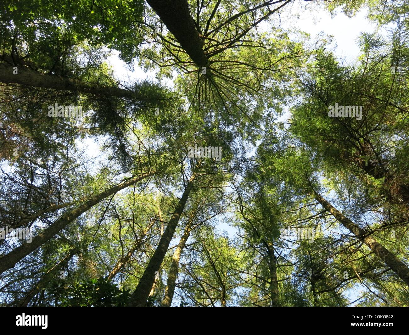 Consapevolezza attraverso la foresta di balneazione: Guardando verso l'alto un cerchio di alberi con i tronchi alti molto scuro e la luce del sole che splende attraverso il fogliame. Foto Stock