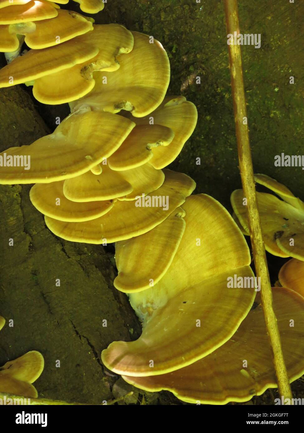 I livelli del fungo della staffa poliporo di zolfo, o pollo-in-the-woods, scendono giù un tronco dell'albero con le grandi strutture tipo mensola assomigliano alle orecchie grandi. Foto Stock