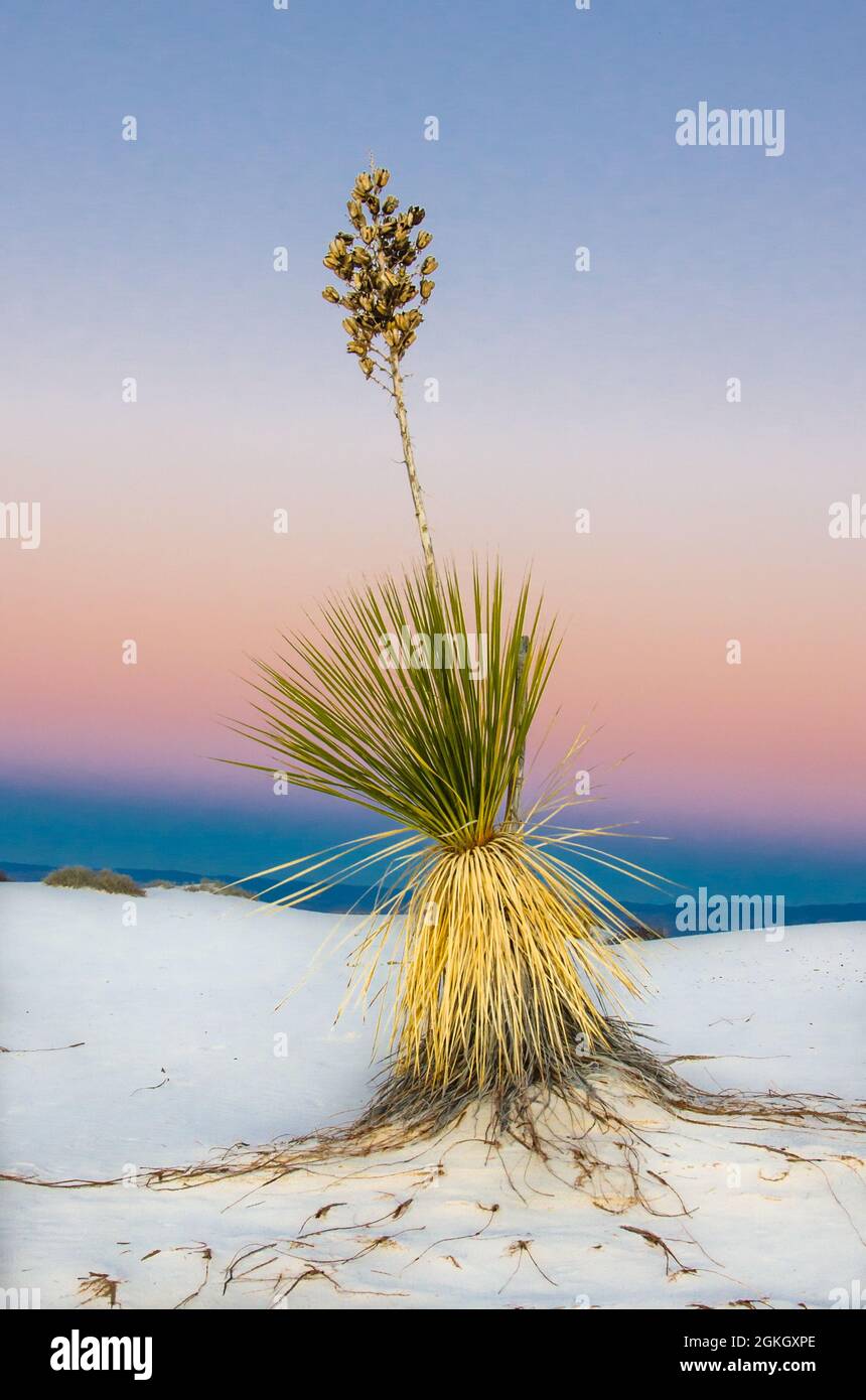 Yucca pianta al tramonto nel White Sands National Park, New Mexico, USA Foto Stock