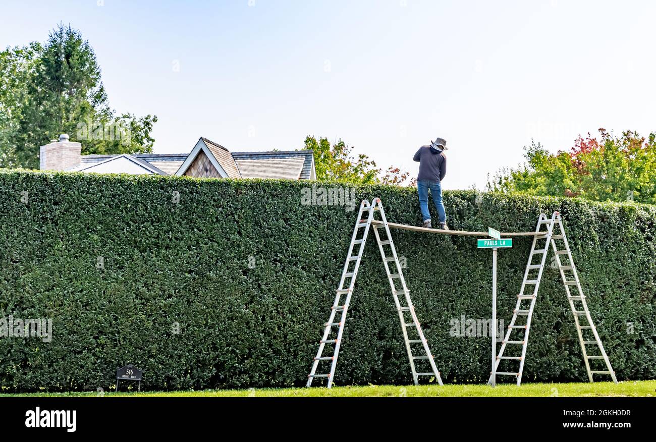 Uomo rifilare un'alta siepe privata negli Hamptons Foto Stock