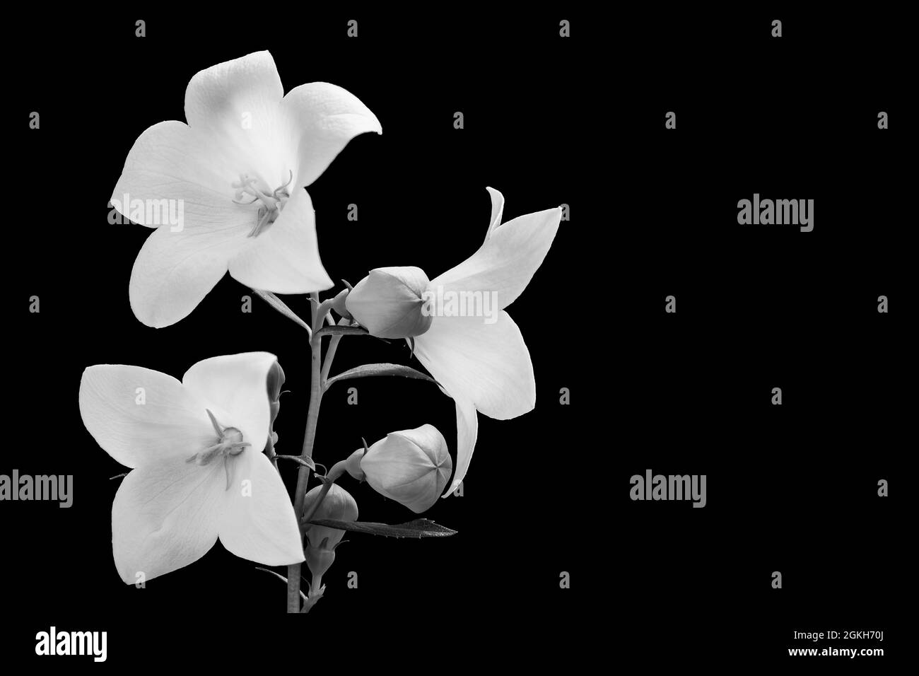 Bianco e nero campanella cinese fioritura ramoscello. Platycodon grandiflorus. Dettagli romantici di delicate fioriture fragili o gemme di palloncino fiore pianta. Foto Stock