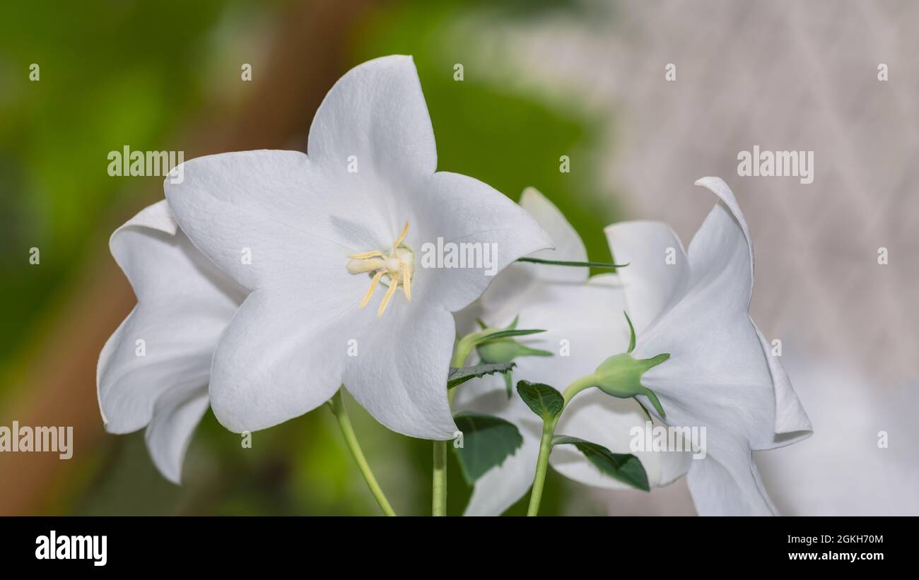 Delicate fioriture di palloncino di forma bianca in dettaglio romantico. Platycodon grandiflorus. Primo piano di bel bouquet di erbe coltivate fiorite. Foto Stock