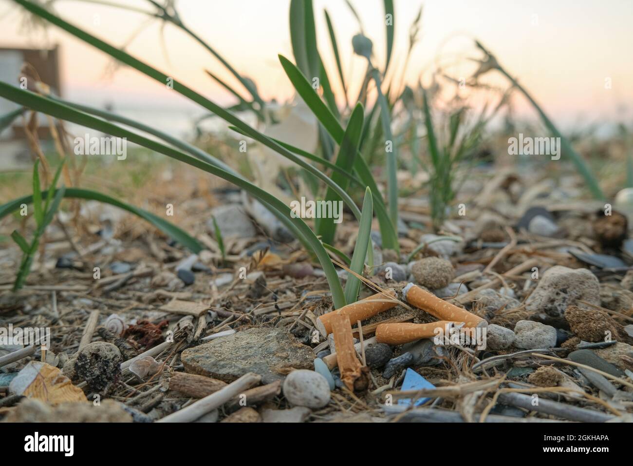 Mozziconi di sigaretta sporchi scartati sulla spiaggia di mare, ecosistema habitat inquinamento rifiuti Foto Stock