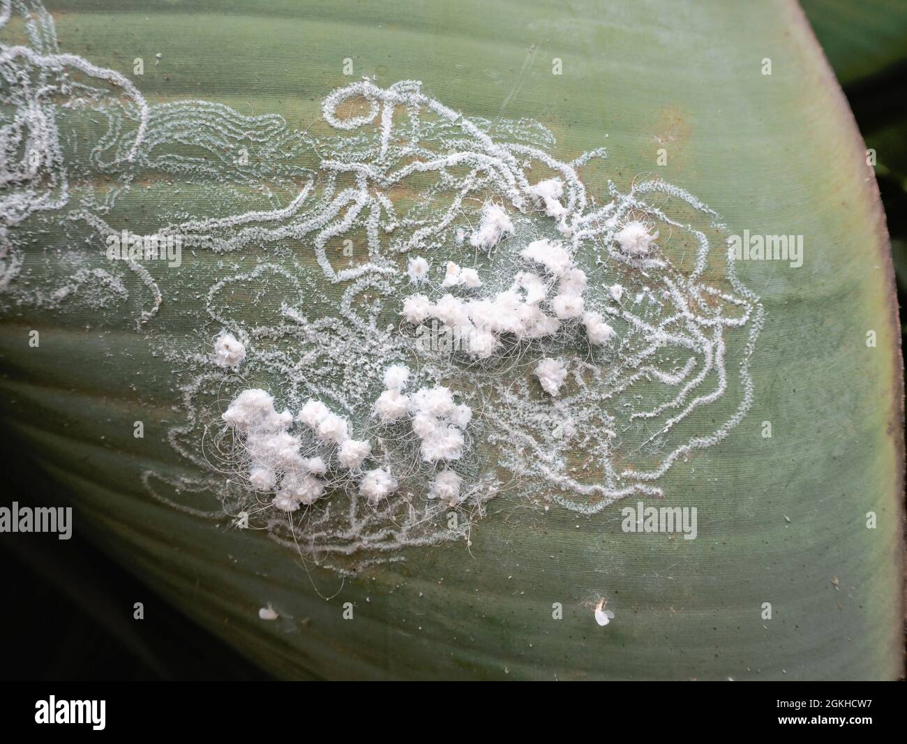 Rete pronunciata con condotti di cera, fili di cera e depositi ghiandolari dalle biancore, dalla famiglia Aleyrodidae, qui sul lato inferiore di un baban l Foto Stock