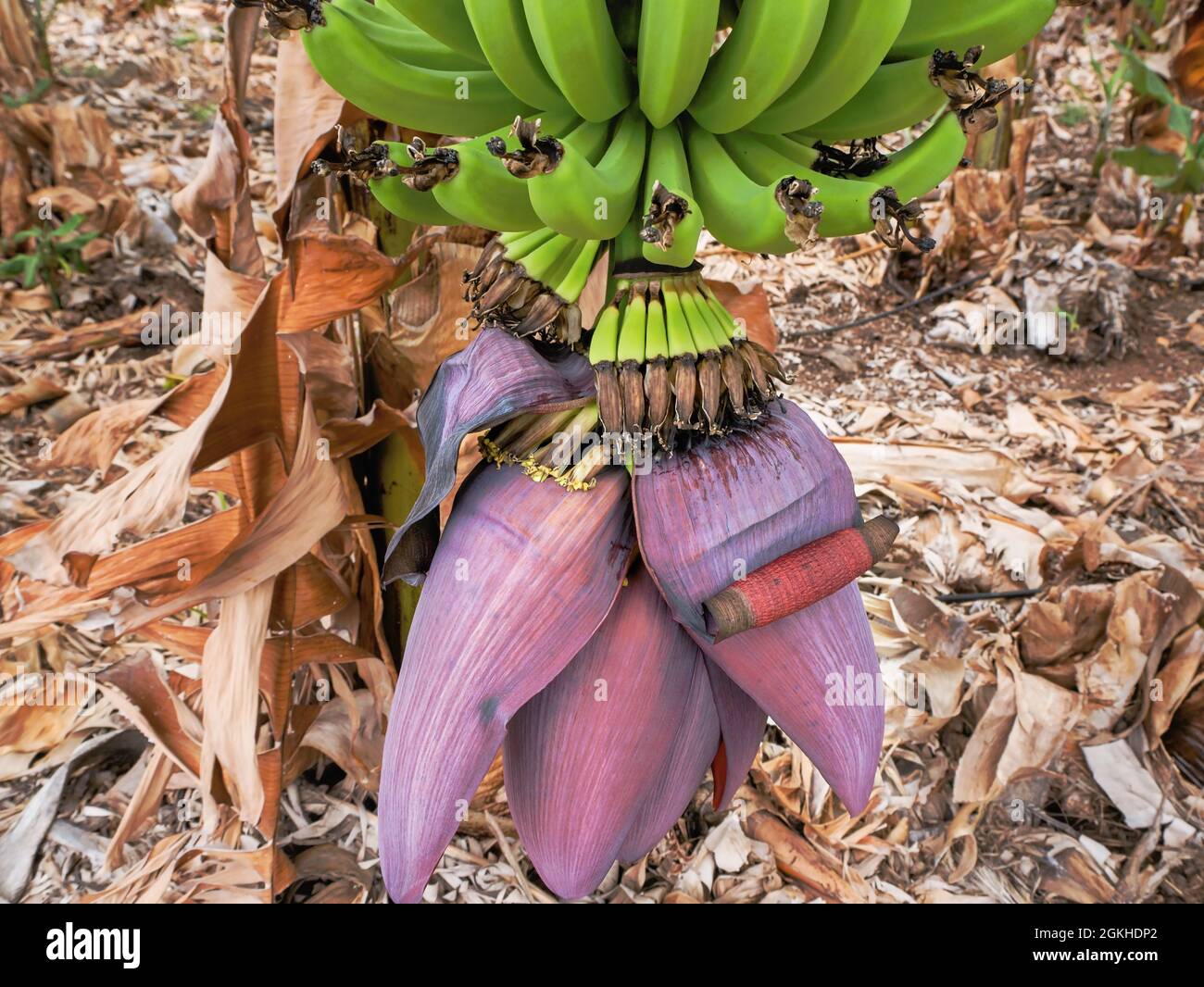 Un Babanenstaude delle Canarie nei suoi tre diversi livelli di vegetazione. Sopra sono le banane verdi che maturano, presto pronte per la raccolta. Sotto sono Foto Stock