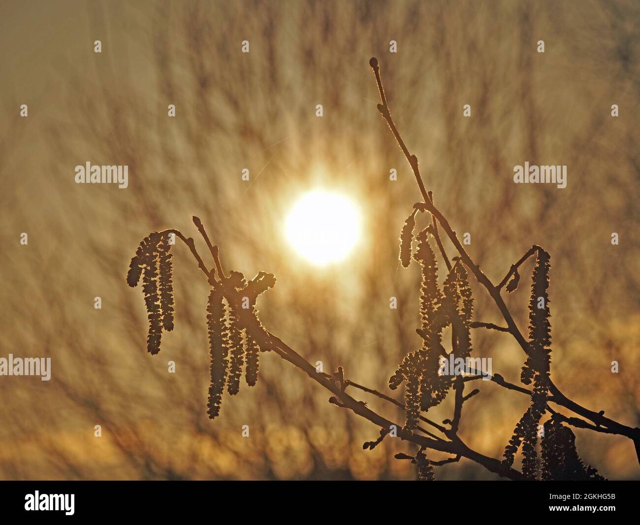 Bagliore d'oro di catkins accecati di nocciolo comune (Corylus avellana) silhouetted contro il sole di primavera sera in Cumbria, Inghilterra, Regno Unito Foto Stock