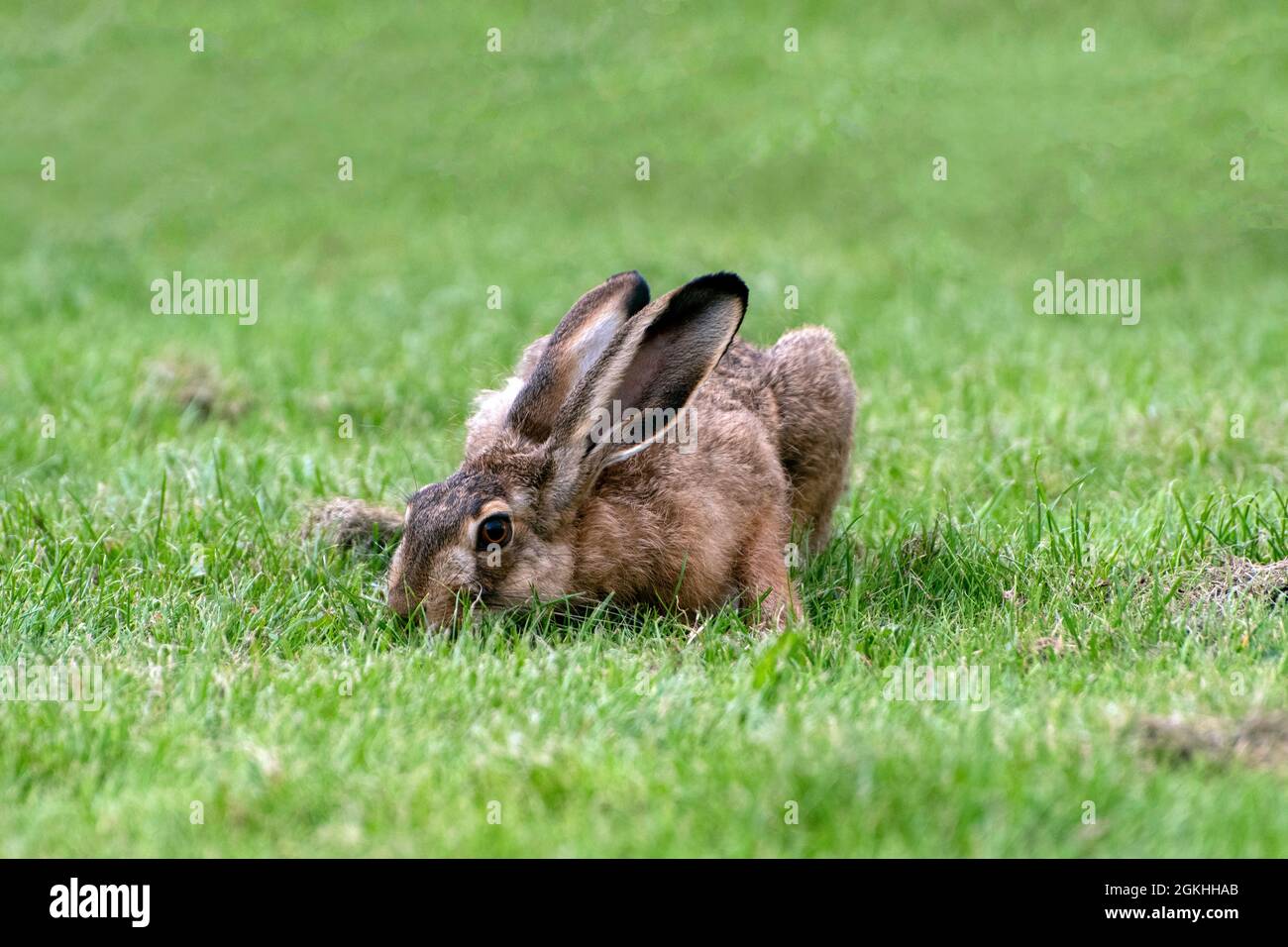 Lepre marrone con il suo muso sepolto nell'erba Foto Stock