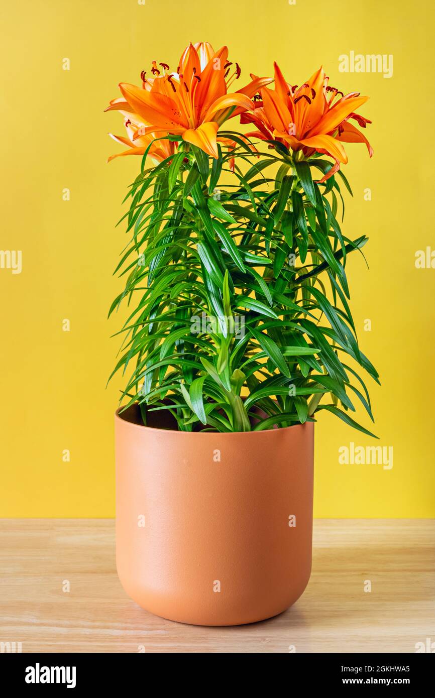 Vaso di argilla con fiori di giglio asiatici arancioni e steli verdi su tavola di legno e sfondo giallo Foto Stock