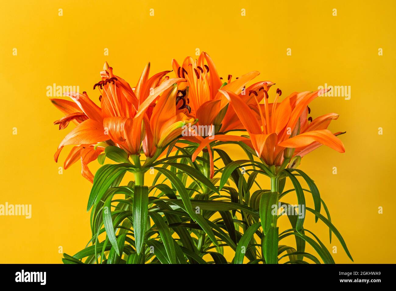 Gigli asiatici in piena fioritura arancione con fondo giallo brillante e steli con foglie verdi Foto Stock