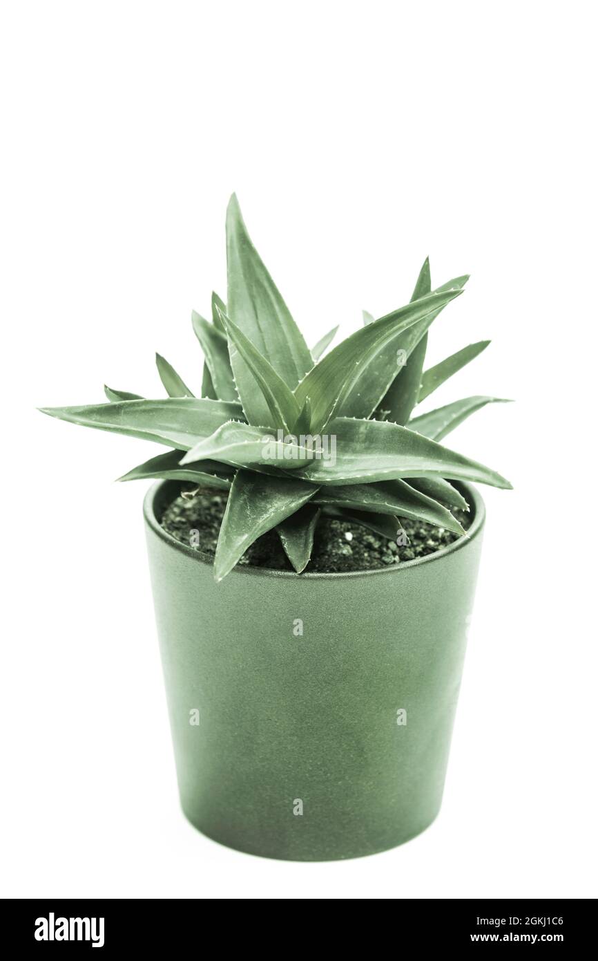 haworthia in pentola verde e sfondo bianco Foto Stock