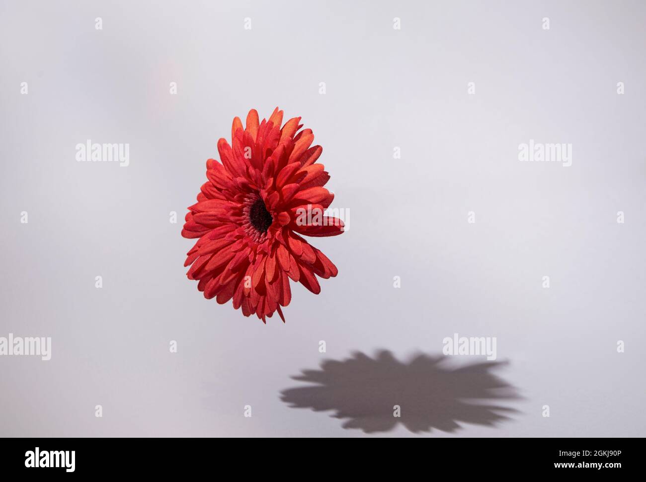 Bel fiore rosso che galleggia in aria e che getta ombra su sfondo bianco sporco alla moda. Idea del giorno di San Valentino. Minimal astratto estate e moda Foto Stock