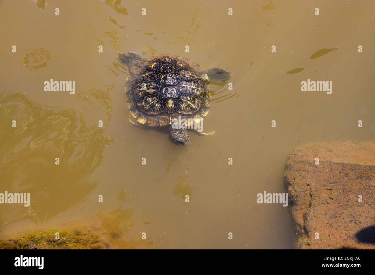 Piccola tartaruga che nuota verso la riva sopra la superficie di un laghetto. Foto Stock