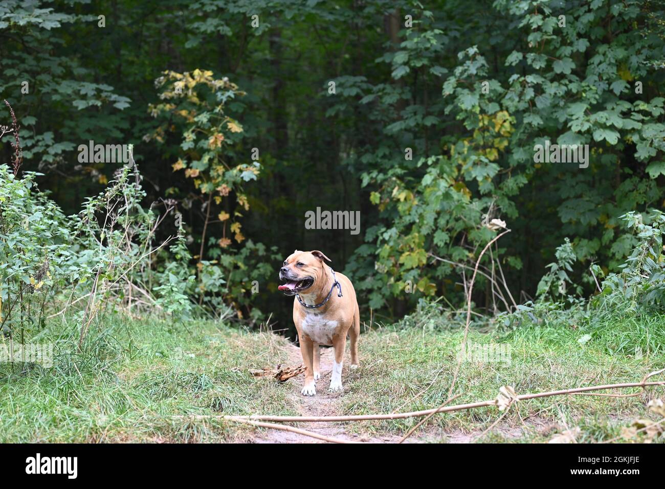 Cane Stafford in piedi nel parco Foto Stock