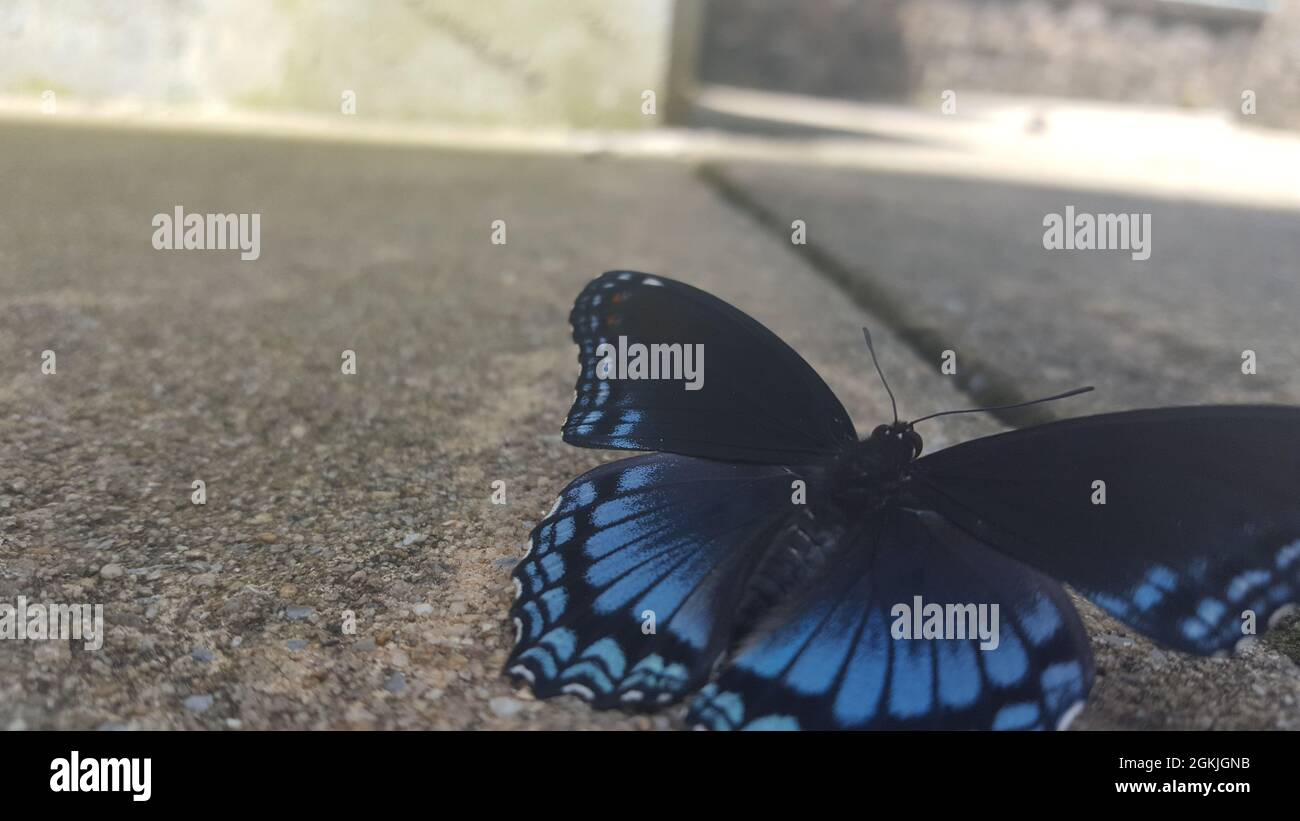 Una farfalla blu e nera Foto Stock