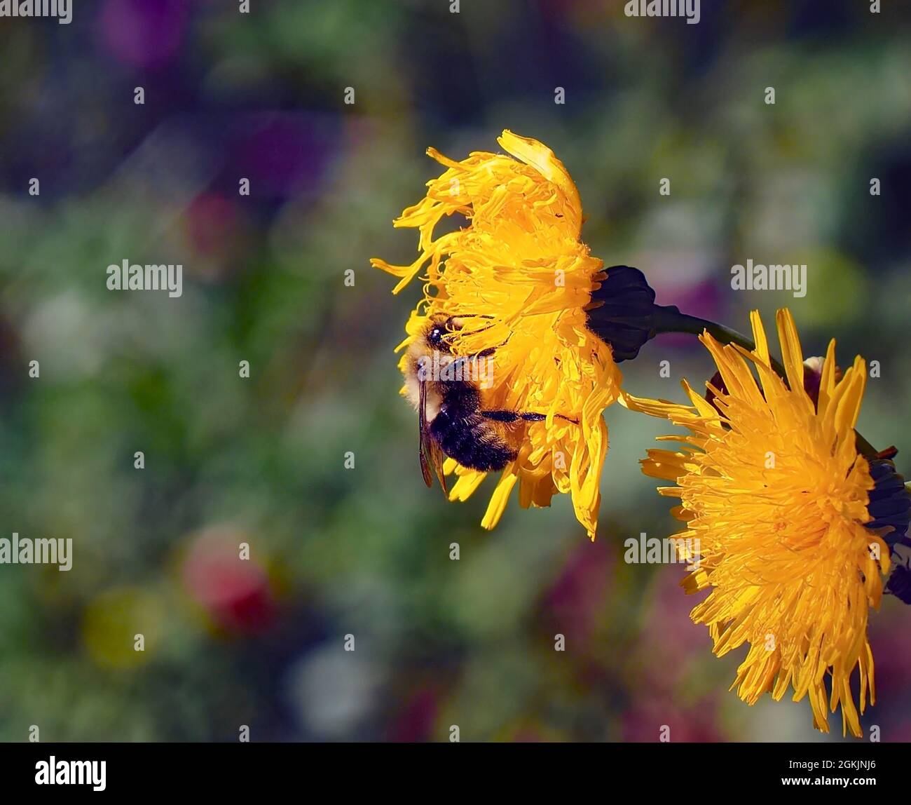 OLYMPUS FOTOCAMERA DIGITALE - primo piano di un bumblebee raccolta nettare dal fiore giallo su una pianta semovente-thistle che cresce in un prato. Foto Stock