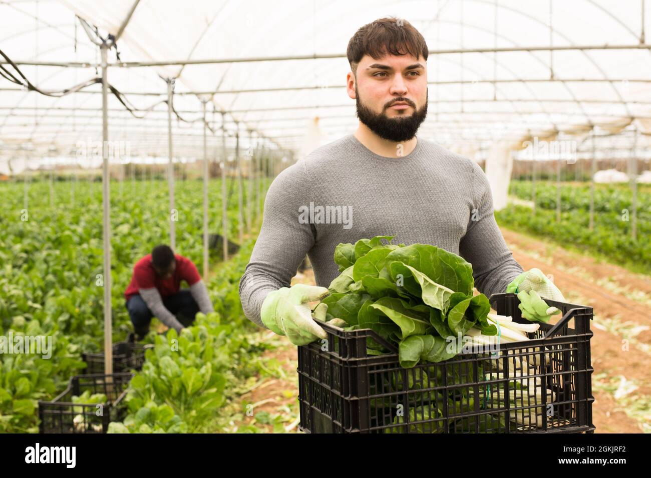Scatole di stock positivo del lavoratore con il bietole Foto Stock