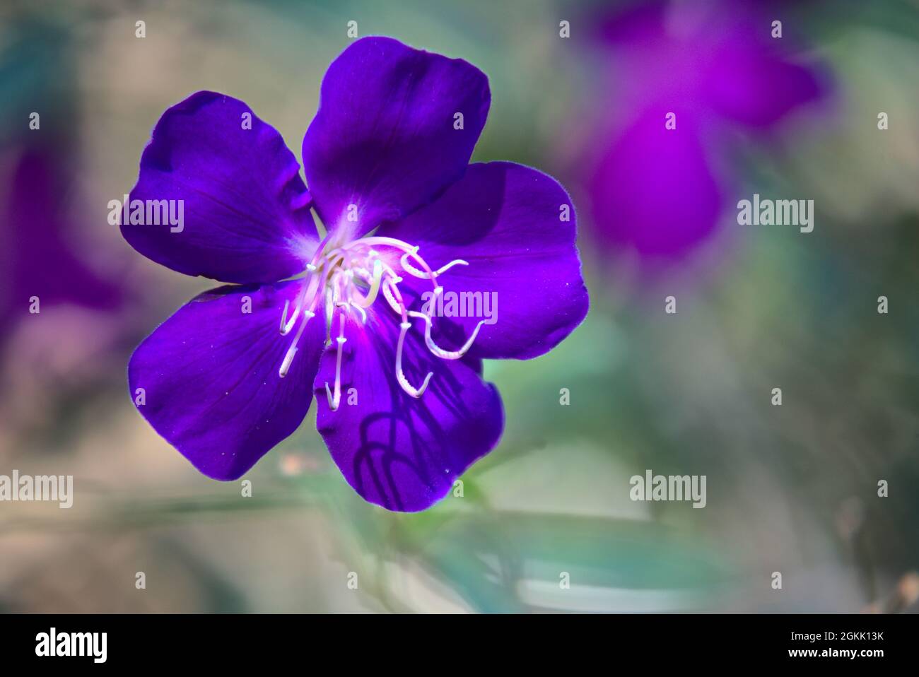 Fiori viola su un cespuglio in giardino Foto Stock