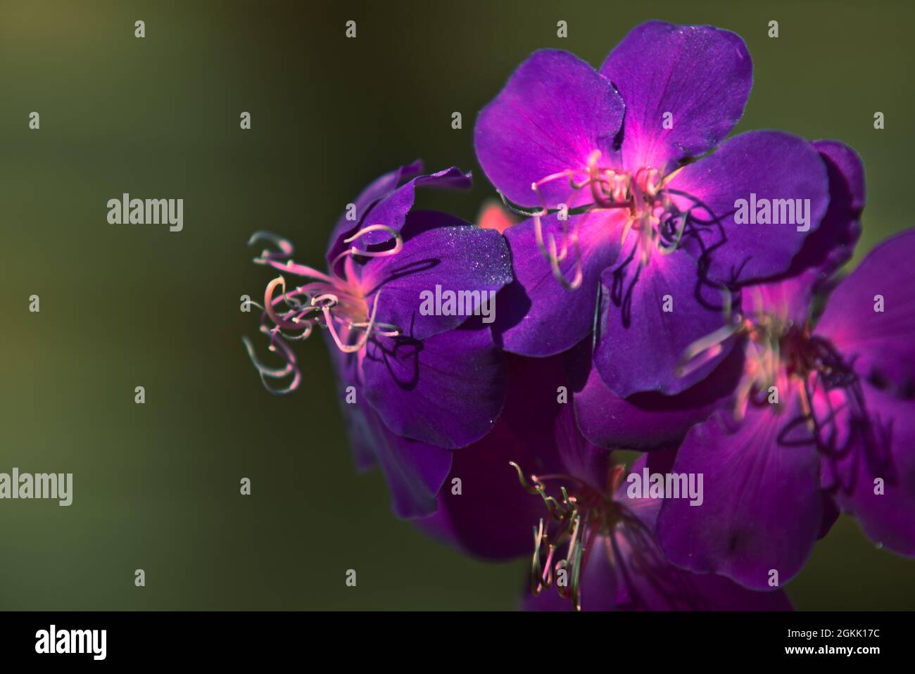 Fiori viola su un cespuglio in giardino Foto Stock