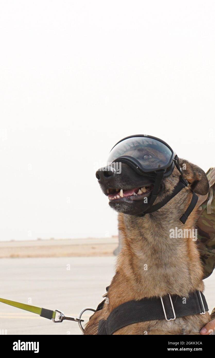 Maui il cane da lavoro militare è stato trasportato da MEDEVAC da al Asad Airbase a Baghdad da G Company, 1 ° Battaglione, 168th Aviation Regiment (General Support Aviation Battaglione). Foto Stock