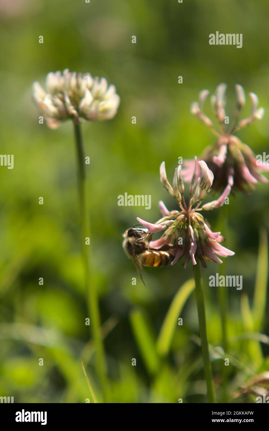 Api di miele su fiori di trifoglio Foto Stock