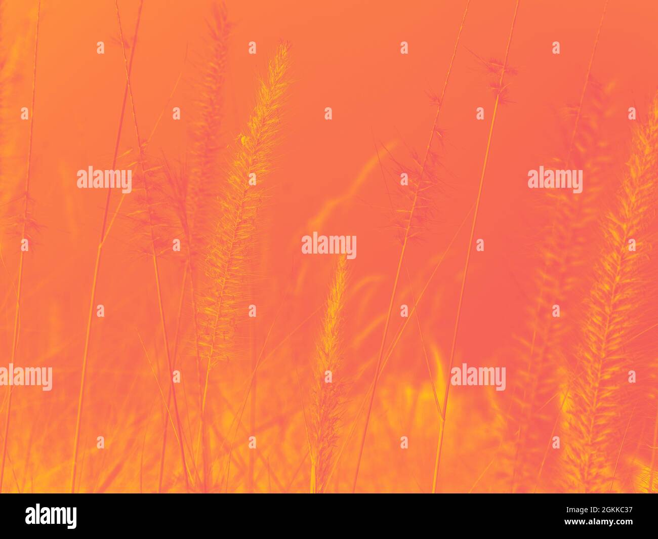 Sfondo astratto del fiore selvatico con tono arancione per il concetto autunnale. Mappa gradiente con arancione e giallo. Foto Stock