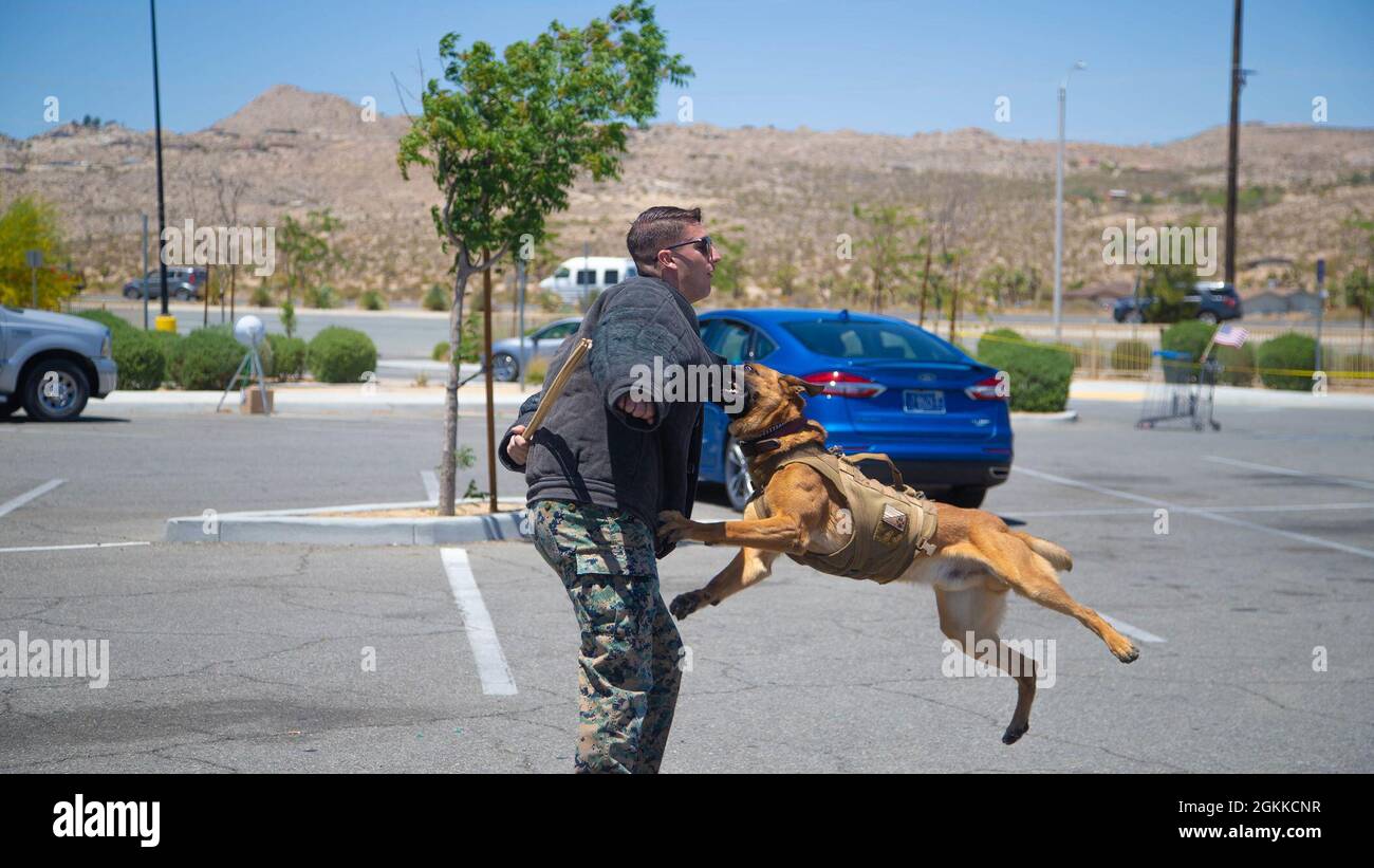 Una Marina statunitense con l'unità K-9, l'ufficio di Provost Marshal, il Marine Corps Air Ground Combat Center, Twentynine Palms, dimostra un attacco controllato con un servizio K-9 durante l'evento Emergency Preparedness Week (EPW) nella Yucca Valley, California, 15 maggio 2021. Lo scopo dell'EPW è quello di sensibilizzare l'opinione pubblica sulla sicurezza e la preparazione e di creare legami più stretti con la comunità locale. Foto Stock