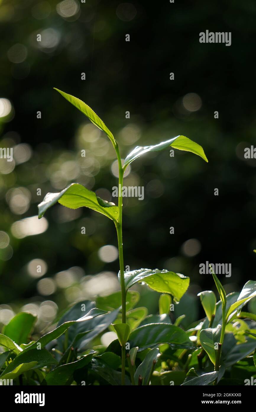 Primo piano delle foglie di tè in una tenuta di tè dello Sri Lanka Foto Stock