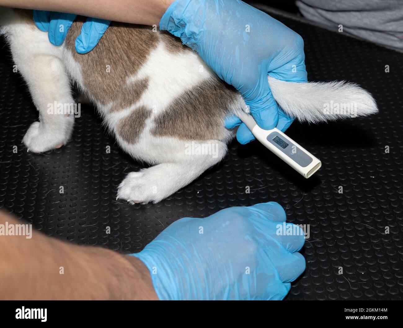 Un veterinario controlla la tempura rettale di un Beagle Puppy di 6 settimane prima di dare la prima vaccinazione Foto Stock