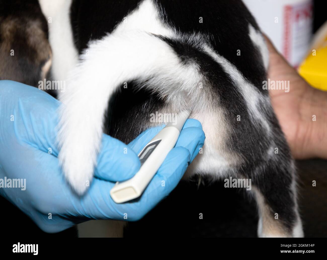 Un veterinario controlla la tempura rettale di un Beagle Puppy di 6 settimane prima di dare la prima vaccinazione Foto Stock