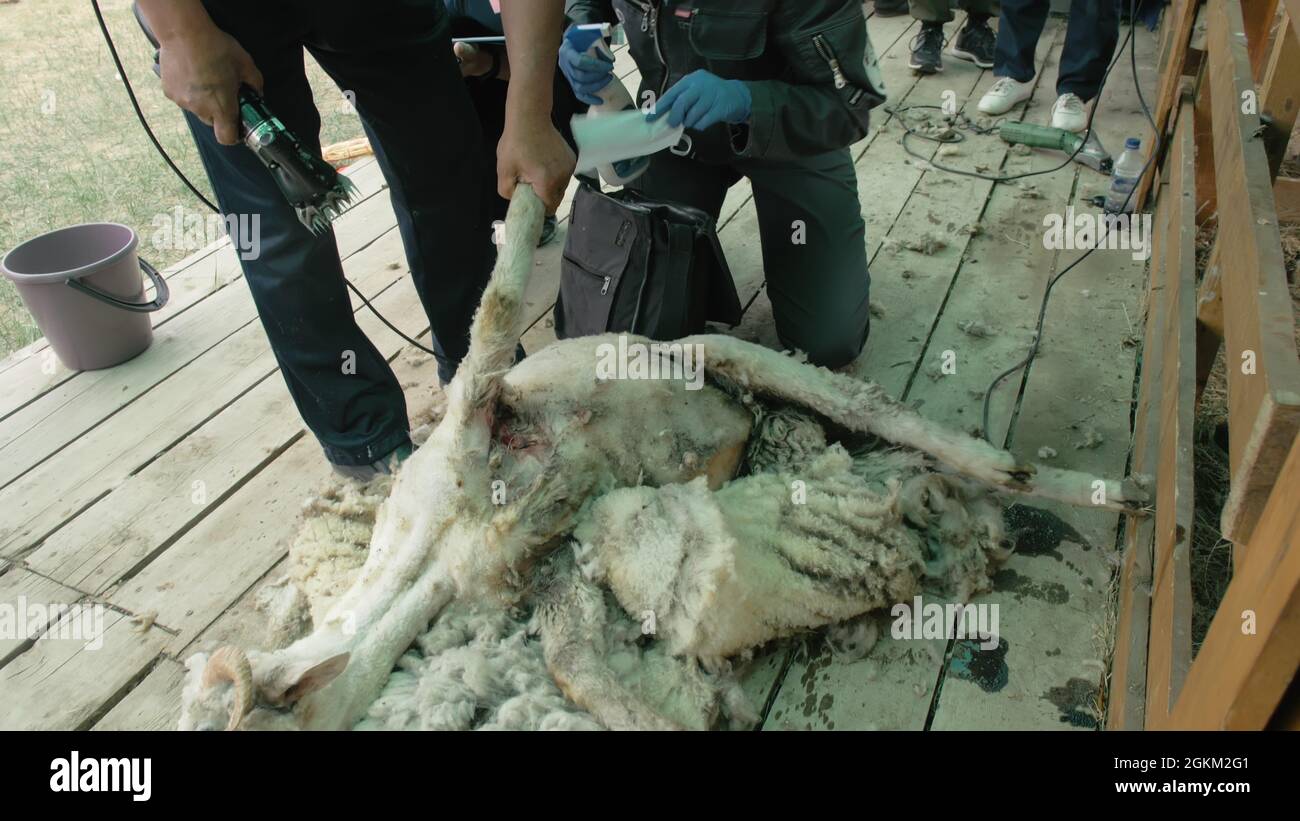 Baikal, Russia - Giugno 14 2019: La tagliatrice nazionale Buryat di sport tagliando le pecore a fiera agricola in concorrenza. Monte sacro Yehe Erdo, Giochi Yerdyn. Foto Stock