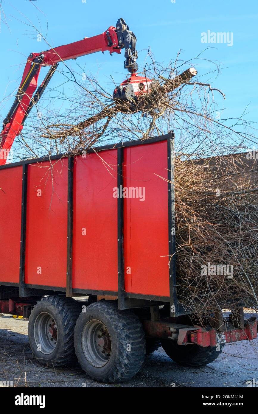 Residui di legno dalla potatura dell'albero sono trasportati via Foto Stock